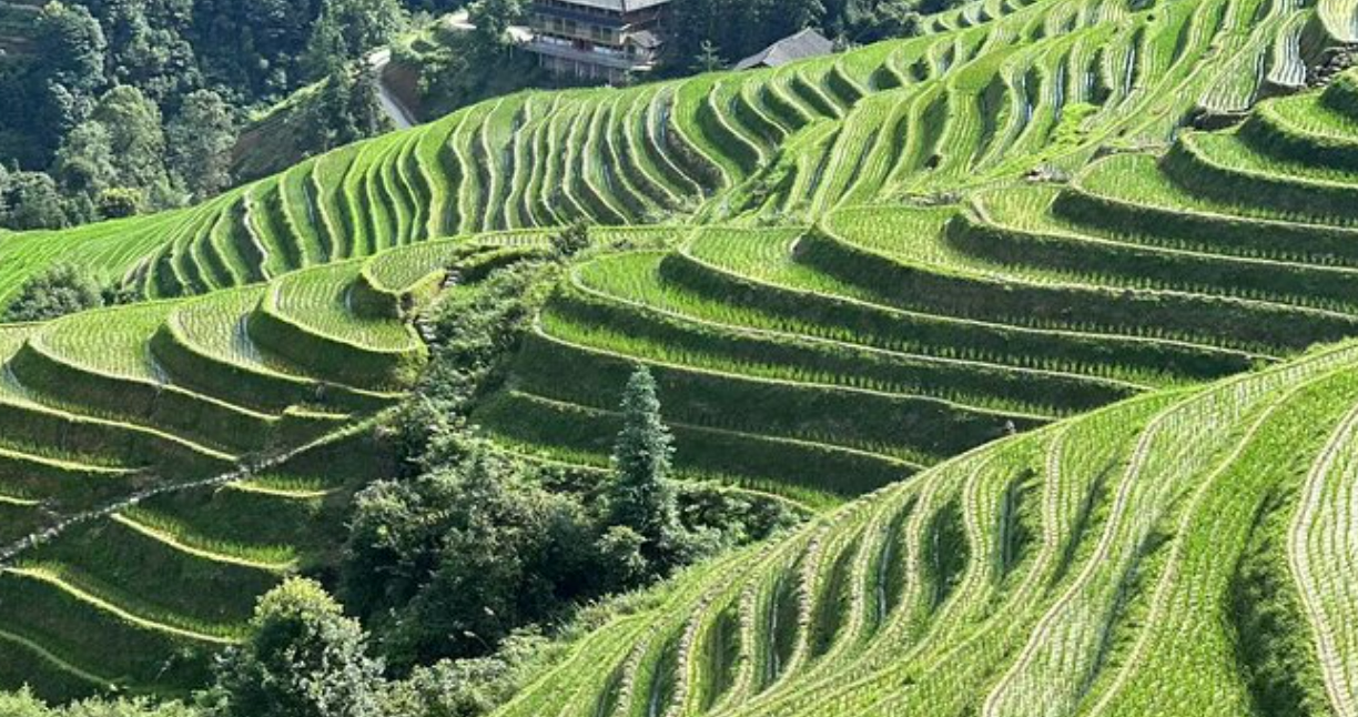 Longji Rice Terraces.jpg